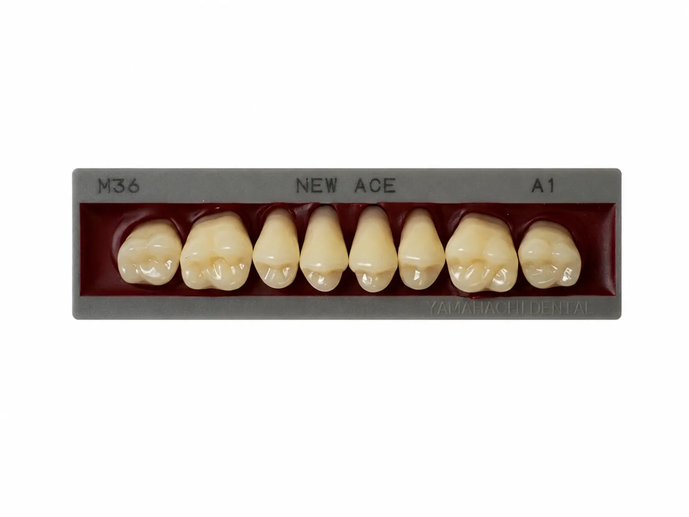 Dente Yamahachi NEW ACE — Posterior Superior M36U
