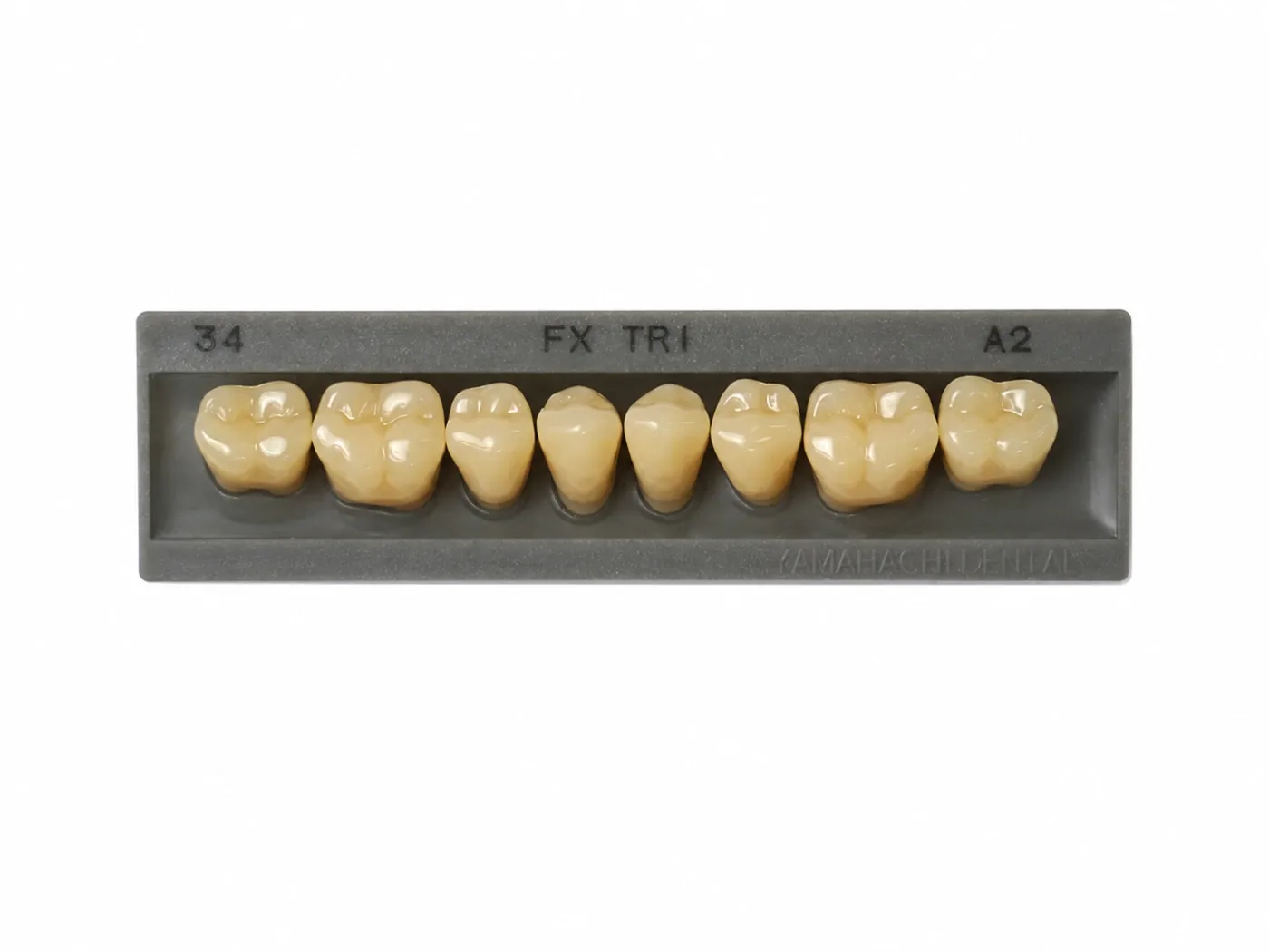 Dente Yamahachi FX TRI — Posterior Inferior M34L